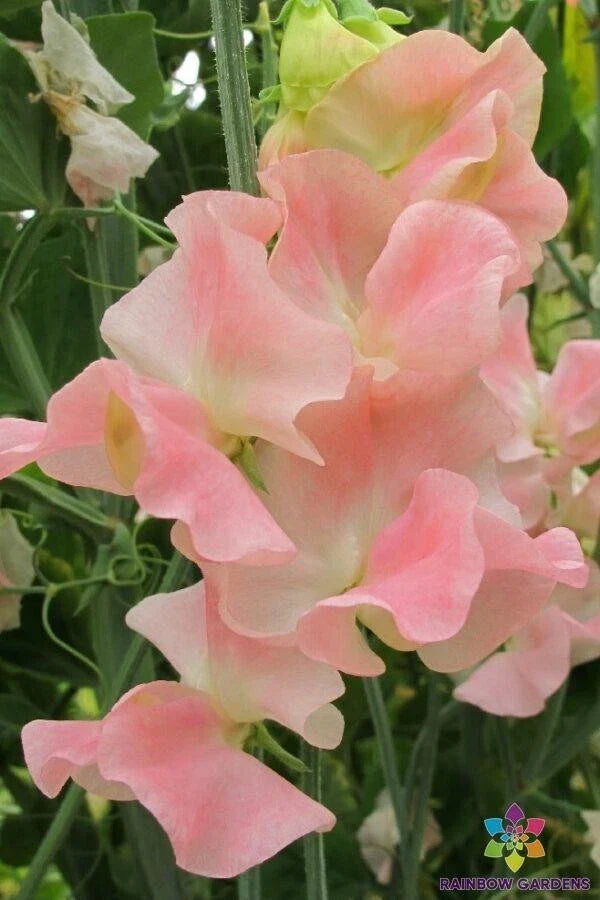 Sweet Pea Seeds - 50+ Pack - Harvey's Blush - Lathyrus odoratus - Fragrant Garden Flowers - USA