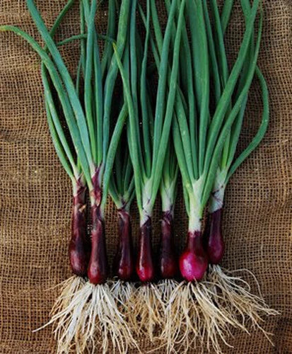Ruby Red Onion Seeds - 200+ Count Organic Allium cepa - USA Grown Non-GMO Gardening Seeds for Culinary Use