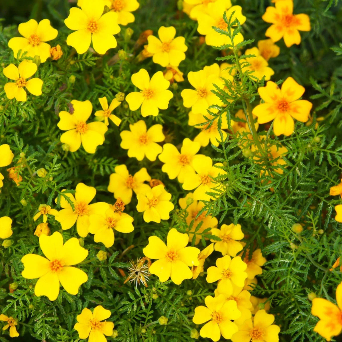 Lemon Gem Marigold Seeds - 25+ Pack - Tagetes tenuifolia - Vibrant Yellow Flowers for Garden Planting