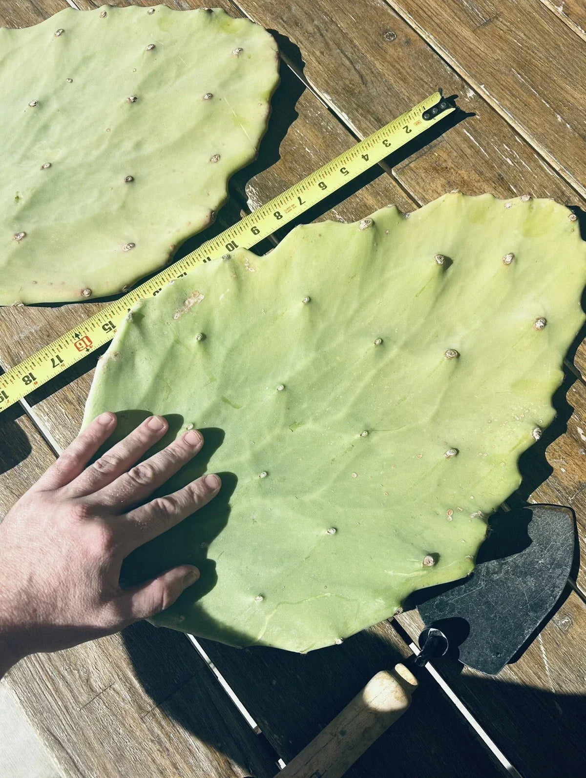 Opuntia Gomei Cuttings - Old Mexico Pear Cactus Pads 6”-10” - Drought-Tolerant Succulent for Home Garden