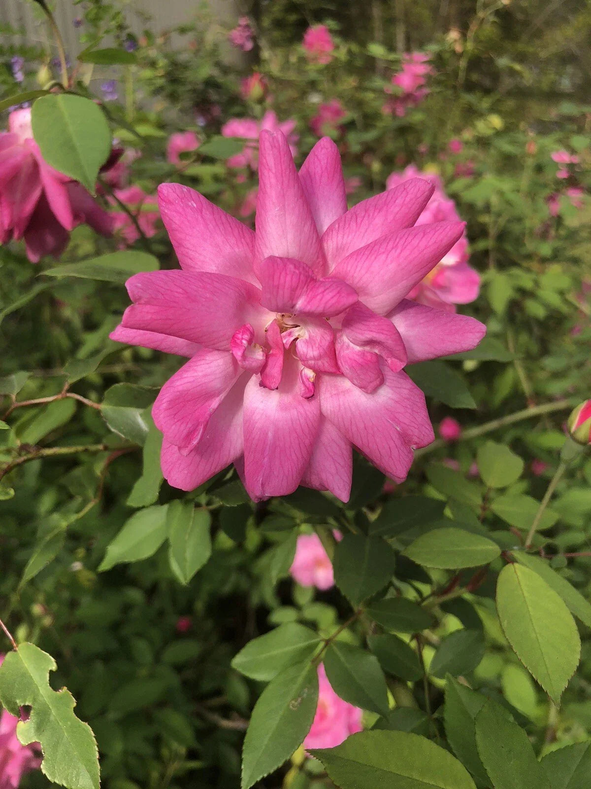 10 Inch Old Blush Rose Cuttings - Antique Heirloom Garden Roses for Propagation - Rosa 'Old Blush'