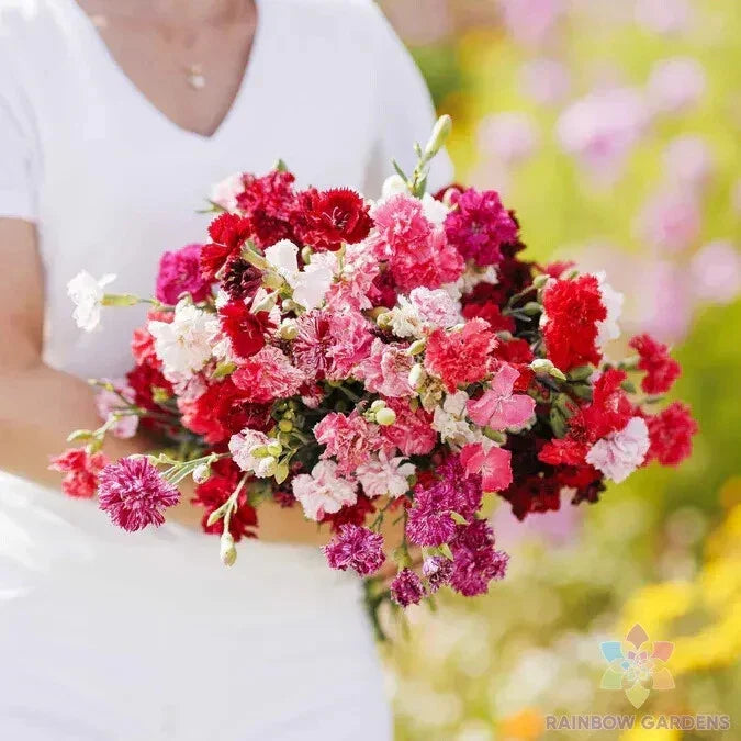 Carnation Seeds Mix - 200+ Enfant de Nice - Colorful Dianthus caryophyllus - Non-GMO Flower Seeds for Garden & Borders