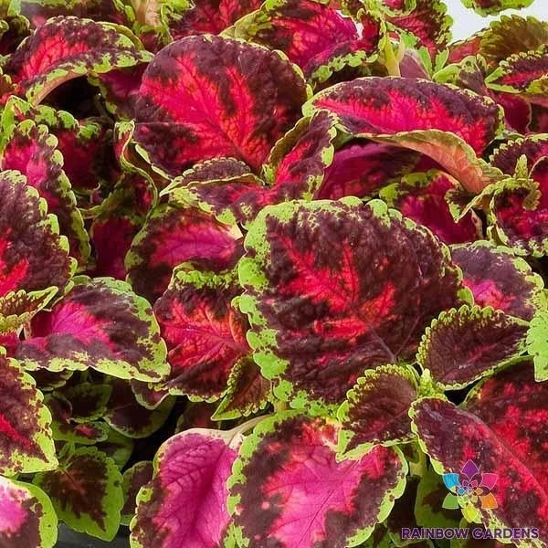 Coleus Seeds - 25+ Fairway Rose - Vibrant Pink & Green Foliage - Solenostemon scutellarioides - USA Grown Garden Planting