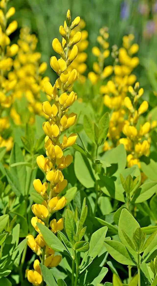Yellow Indigo Seeds - 50 Count - Baptisia sphaerocarpa - Easy to Grow False Indigo Plant Seeds for Garden & Pollinators