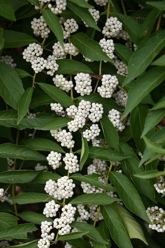 White American Beautyberry Cuttings - 3 Premium Cuttings, Callicarpa americana lactea, White Berries for Planting