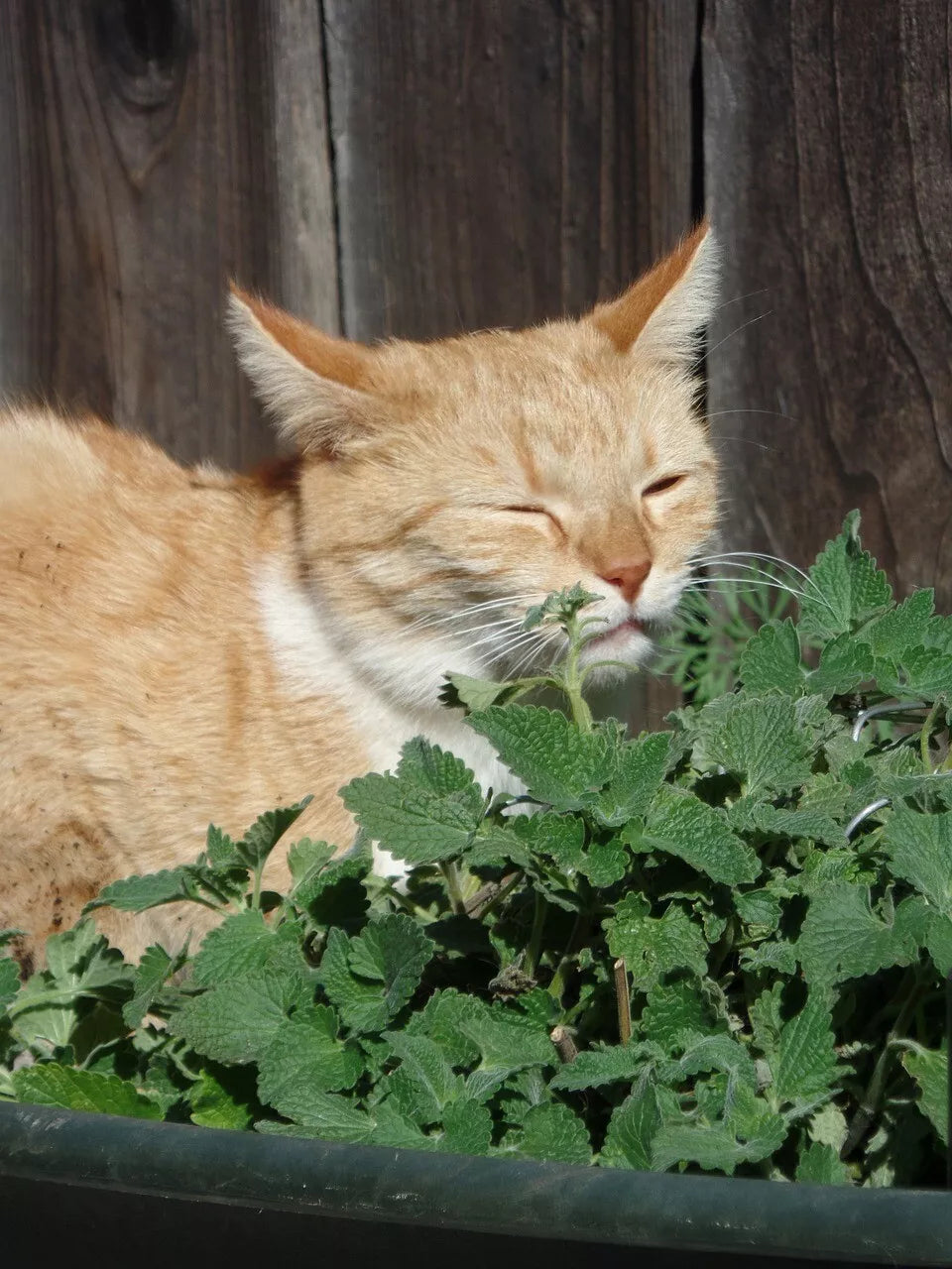 Catmint Herb Seeds 1000 Pack - Catnip Plant (Nepeta cataria) - Organic Non-GMO Seeds for Cats, Indoor & Outdoor Gardening
