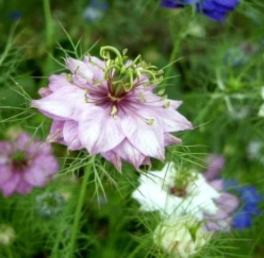 Love in a Mist Flower Seeds, 50 Mixed Color Seeds, Nigella damascena, Non-GMO, Easy to Grow, Pollinator Friendly