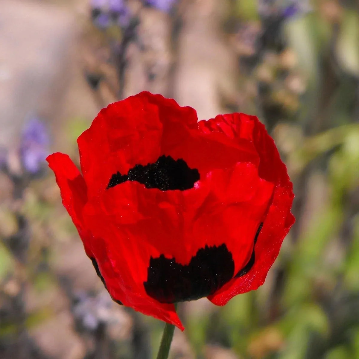 Poppy Flower Seeds 50 Count - Turkish Tulip Variety - Papaver somniferum - Colorful Blooms for Garden & Landscape