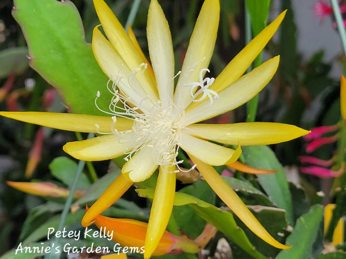 Epiphyllum Cuttings 8-10 inches Petey Kelly Variety Epiphyllum hybrid Unrooted for Propagation and Gardening