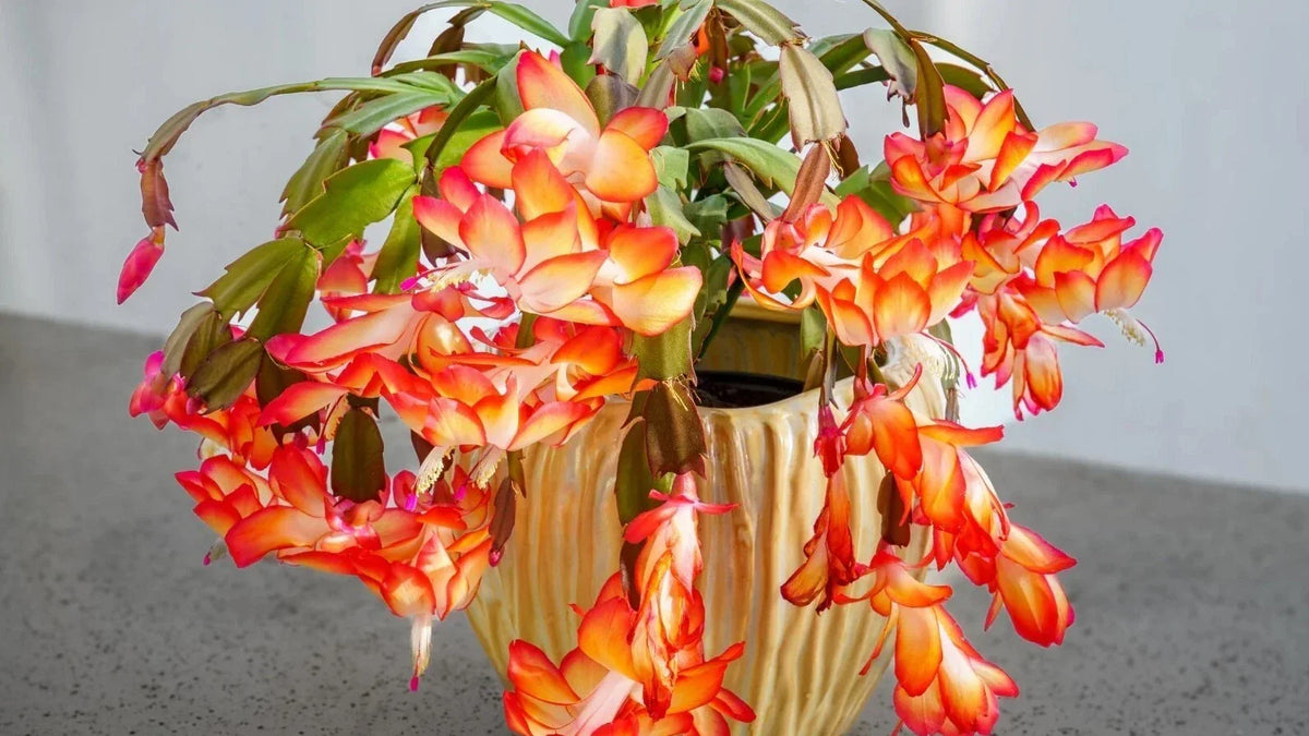 Orange Christmas Cactus Live Plant 3" Pot, Schlumbergera, Vibrant Orange Blooms, Holiday Indoor Decor