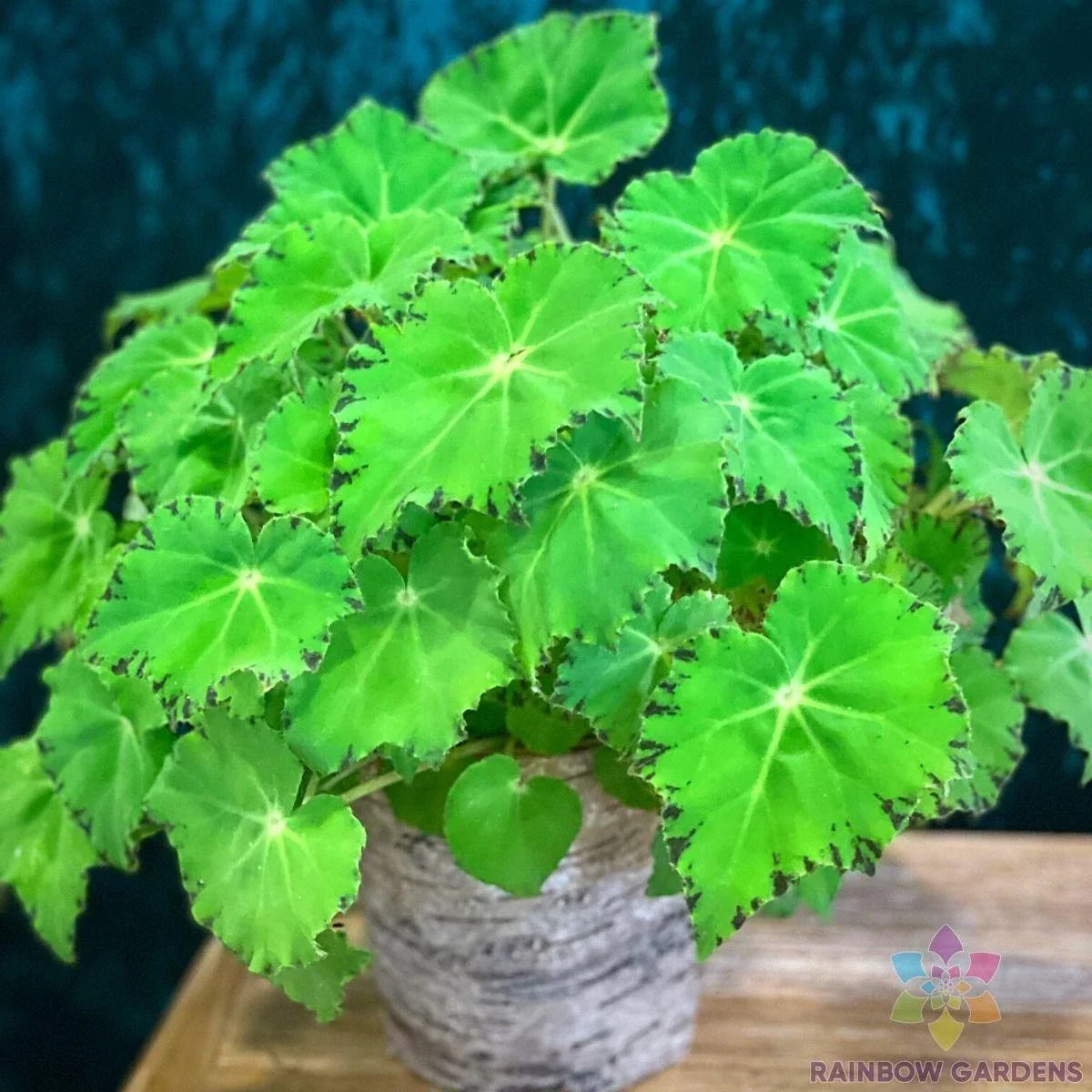 25+ Green Begonia Seeds | Begonia x tuberhybrida | USA Grown Garden Seeds for Indoor/Outdoor Planting | Easy to Grow