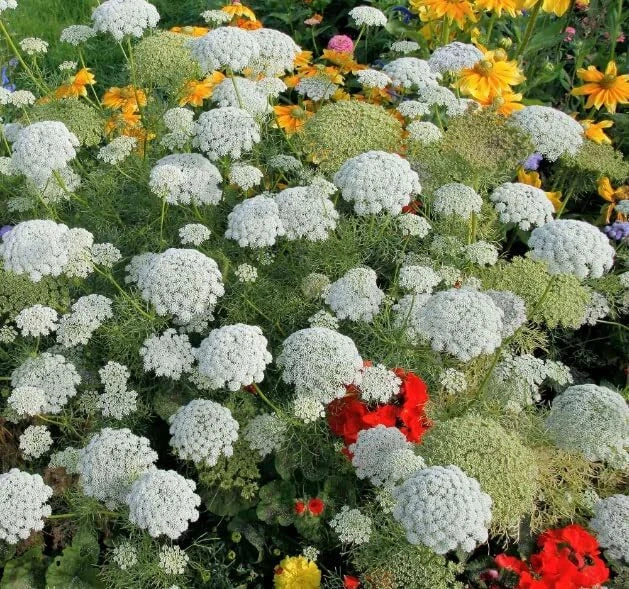 Bishop's Flower Seeds - 100+ Pack - Ammi Majus - Exotic White Blooms - Made in USA - Garden Flower Seeds for Pollinators