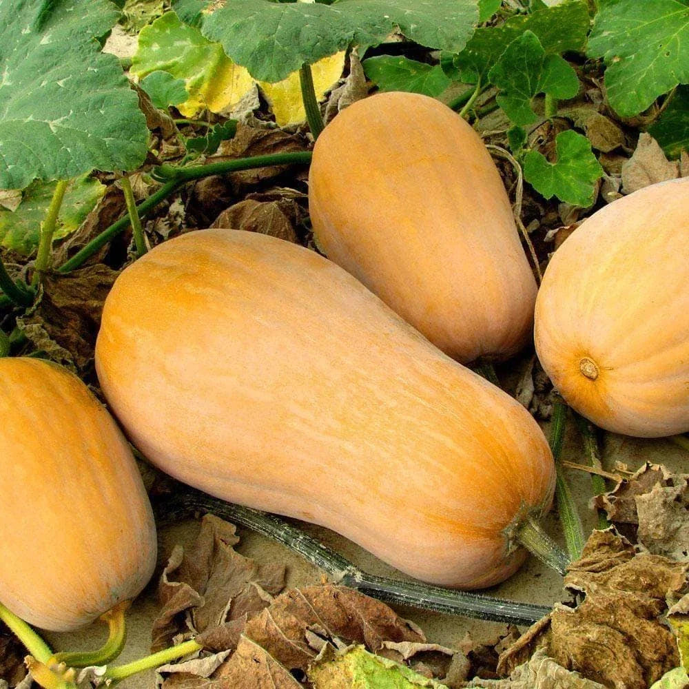 Waltham Butternut Squash Seeds - 20+ Count - Heirloom Variety - Cucurbita moschata - Ideal for Home Garden and Planting