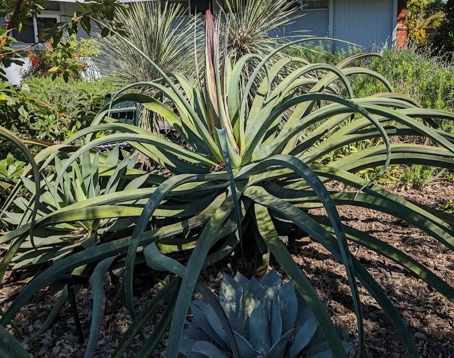 Lot of 5 Rooted Octopus Agave Plants, Drought-Tolerant Succulent, Agave Vilmoriniana, Indoor/Outdoor Decor