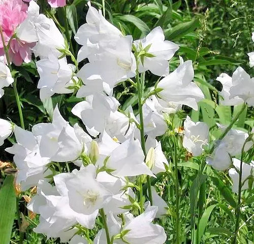 White Peach Leaf Bellflower Seeds, 255 Seeds, Large White Flowers, Campanula persicifolia - Perennial Garden Plant Seeds