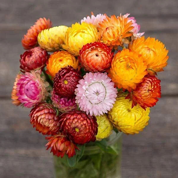 Strawflower Seeds - 200+ Non-GMO Dried Flower Seeds for Planting - Helichrysum bracteatum - Colorful Summer Blooms