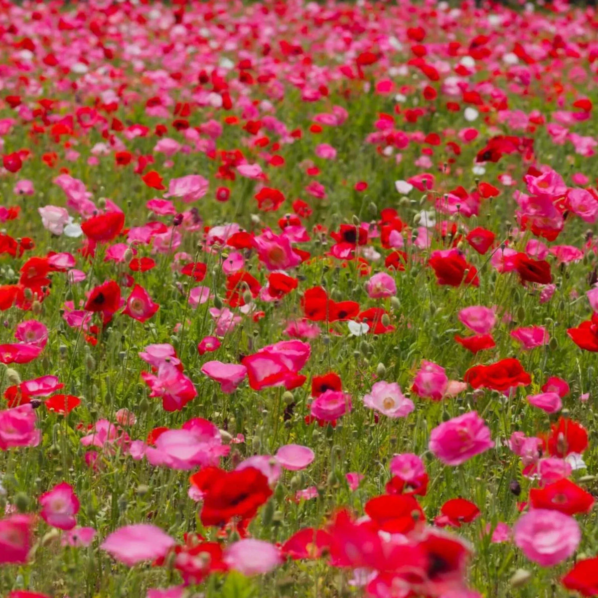 Shirley Poppy Seeds - 200+ Pack - Red & Pink Mix - Papaver rhoeas - USA Grown, Garden Ready, Flower Seeds