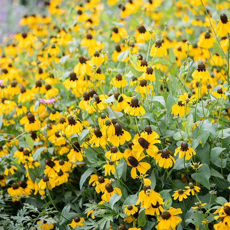 Clasping Coneflower Seeds - 500 Non-GMO Pollinator-Friendly Wildflower Seeds - Echinacea angustifolia - Native Meadow Garden