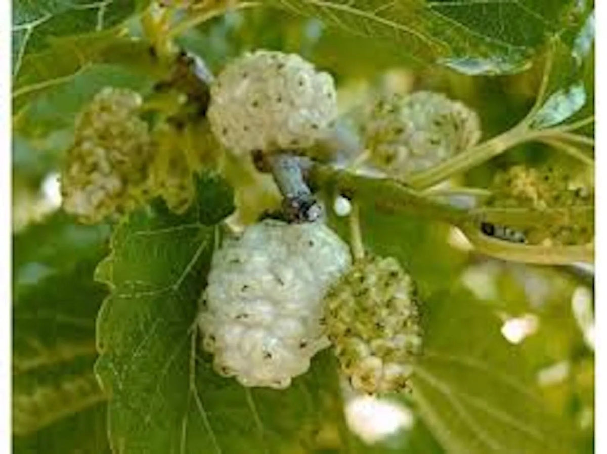 White Mulberry Tree 1-2ft Bare Root Morus alba Fast Growing Hardy Zones 3-9 Live Plant for Gardens and Landscapes