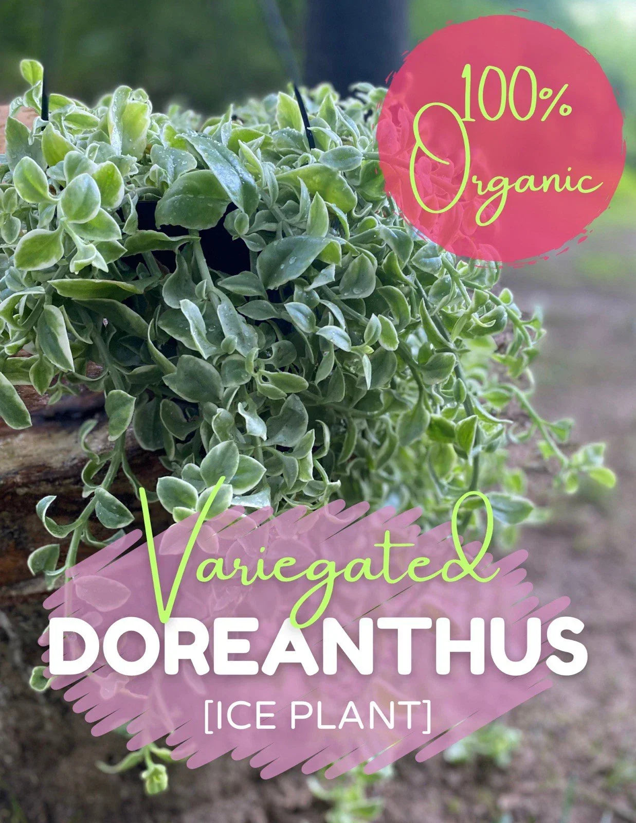 Variegated Ice Plant Cutting - Organic Live Rooted Succulent - Dorotheanthus bellidiformis - Vibrant Green, Cream, Pink Foliage