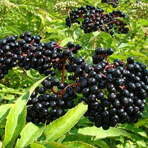 Black Elderberry Seeds 50 Count - Sambucus nigra, Organic Elder Tree for Planting and Gardening, Attracts Birds and Pollinators