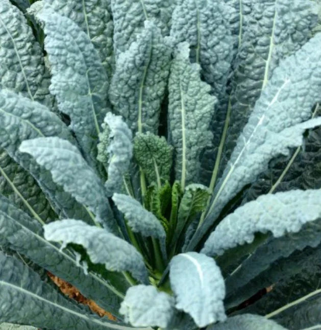 Lacinato Kale Seeds - 500 Non-GMO Heirloom Seeds - Dinosaur Kale Variety - Brassica oleracea var. sabellica