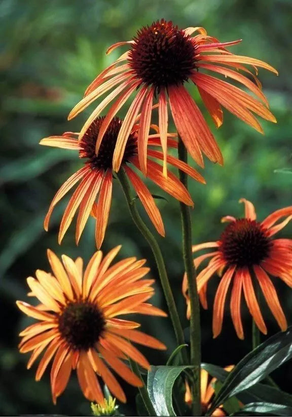 50 Orange Coneflower Seeds - Echinacea purpurea - Perennial Flowers for Pollinator Gardens - Bright Blooms