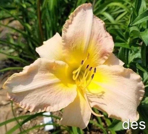 Daylily Live Plant - Elegant Finale - Very Late Bloomer - Hemerocallis 'Elegant Finale' - Perennial Garden Flower