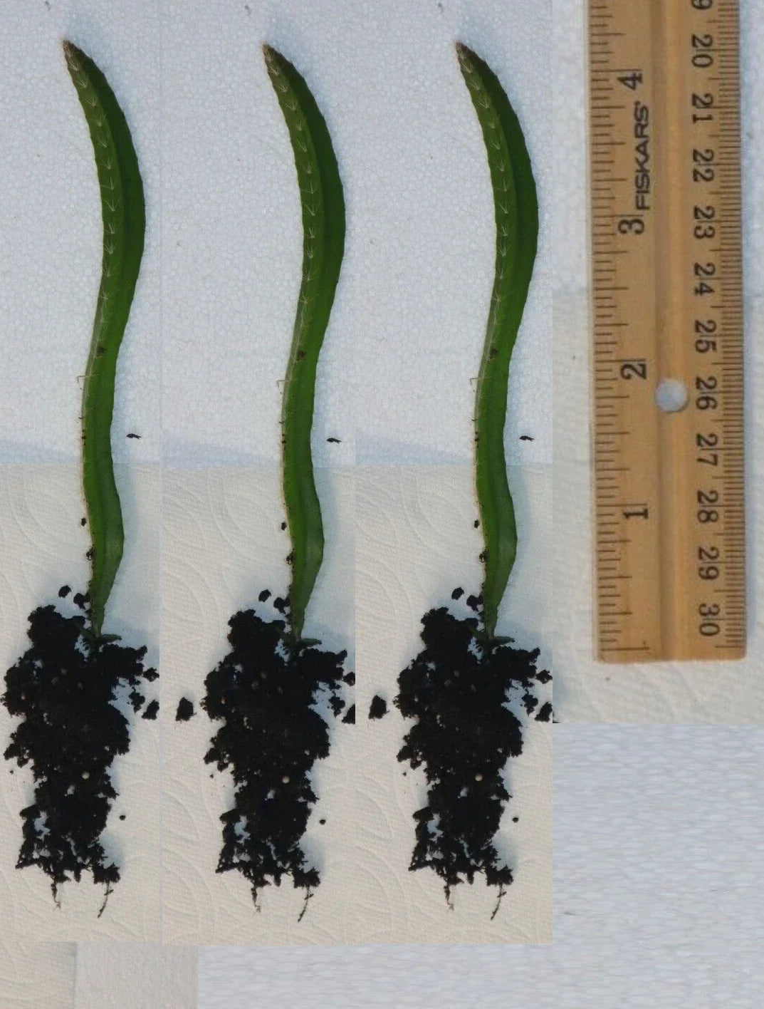 Rooted Yellow Dragon Fruit Seedlings - 4 Inch Cactus - Hylocereus undatus - Tropical Fruit Plant - Easy Care Gardening