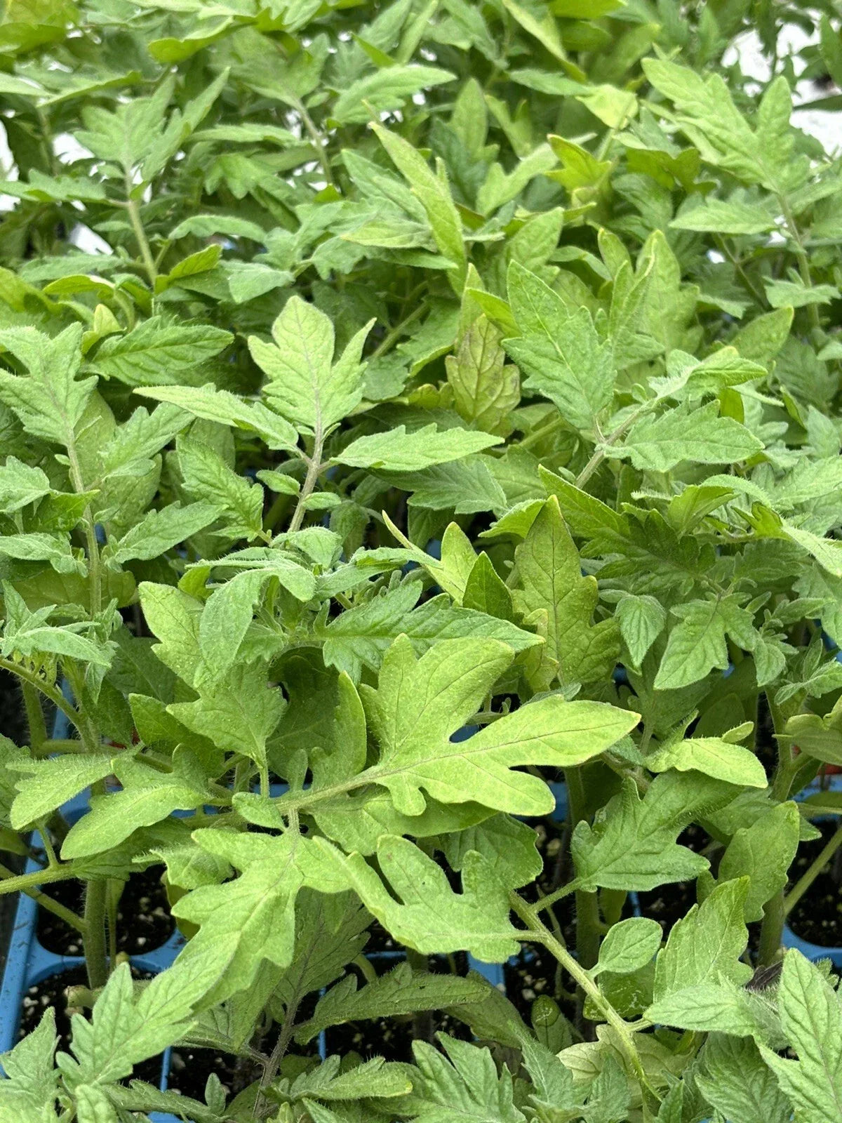 Lot of 2 Live Park's Whopper Tomato Plants - Solanum lycopersicum - 6 to 10 Inches - High-Yielding, Disease Resistant