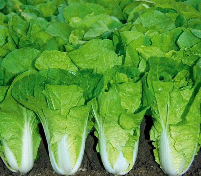 Chinese Cabbage Seeds - 500+ Pak Choi Kuai Cai - Fast Growing Brassica rapa - USA Grown Vegetable Seeds for Home Garden