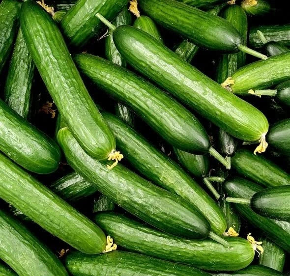 Slicer Cucumber Seeds - Marketmore Variety, 50 Seeds, Cucumis sativus for Home Gardening, High-Yield, Disease Resistant