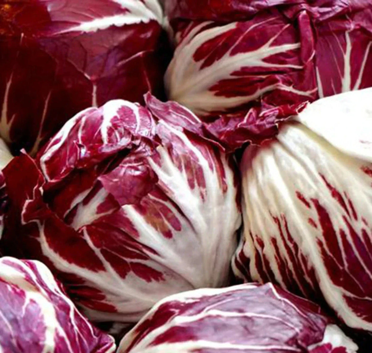 Radicchio Seeds 1000+ Palla Rosa Cool Season Vegetable Seeds Cichorium intybus Non-GMO for Vibrant Garden Salads