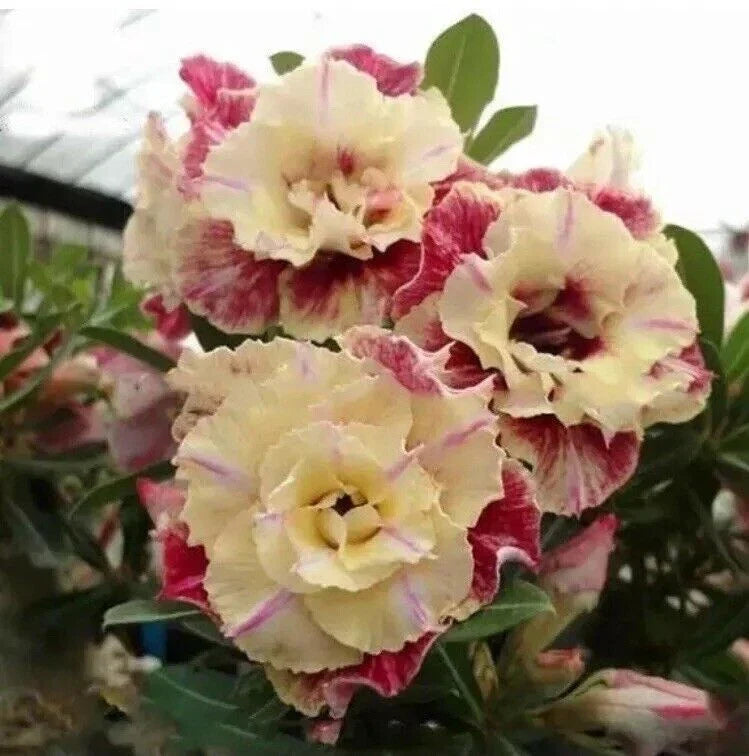 Desert Rose Flower Seeds - 5 Pcs Adenium obesum "PEONY" Bonsai Seeds for Home Gardening, Vibrant Peony Blooms