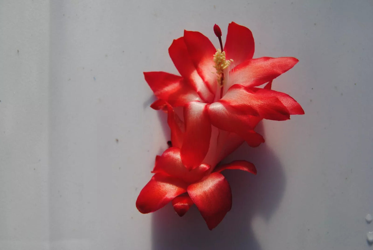 Christmas Cactus Starter Plant - Small Le'ahi Volcano - Schlumbergera Truncata - Healthy Well-Rooted Indoor Plant