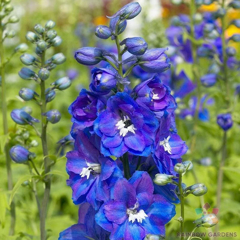 Delphinium Seeds - 200+ Guardian Blue - Perennial Flower Seeds for Garden Planting - Delphinium elatum
