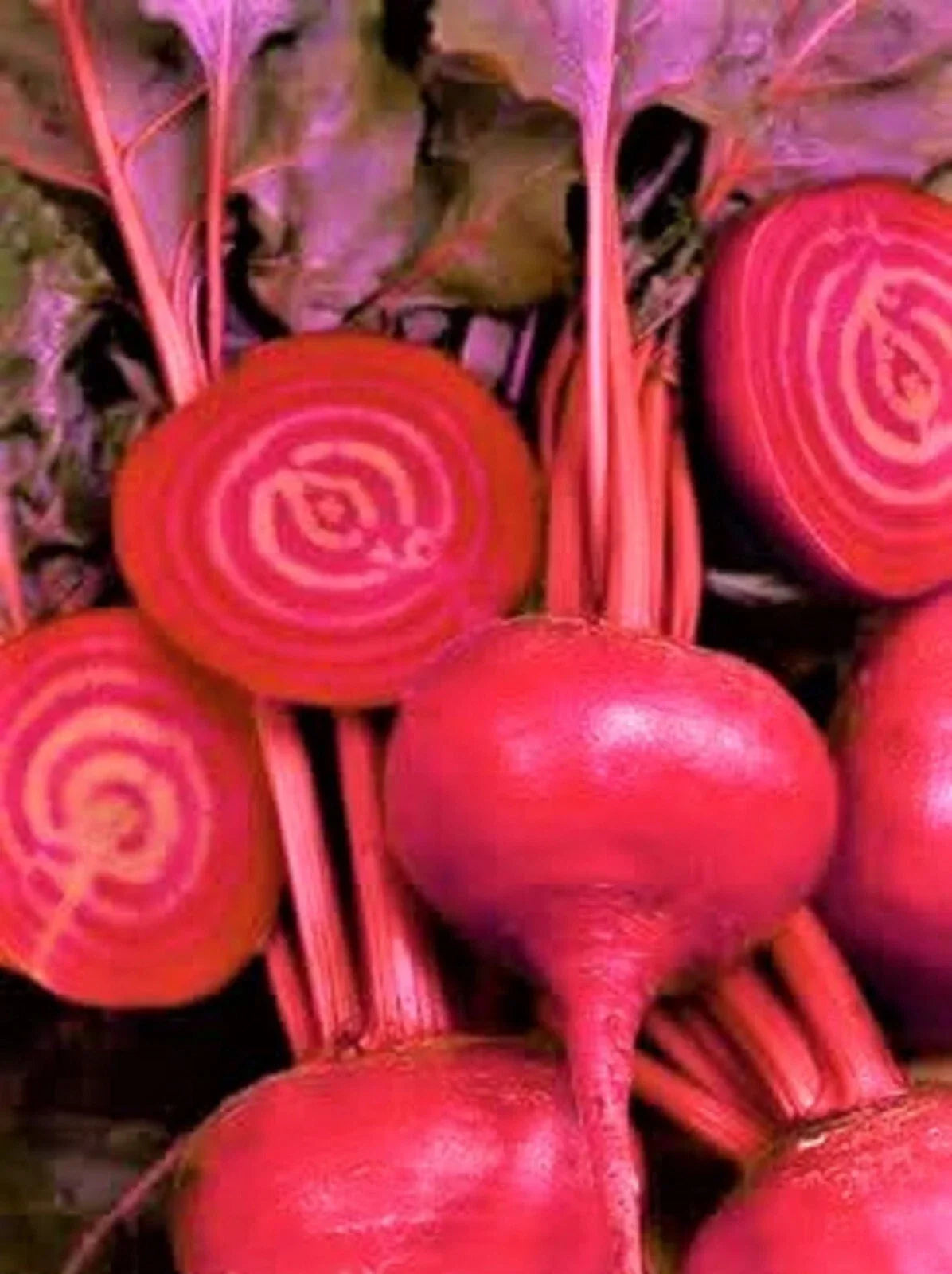 Bulls Blood Beet Seeds 100+ Non-GMO Heirloom Vegetable Seeds Beta vulgaris for Organic Gardening