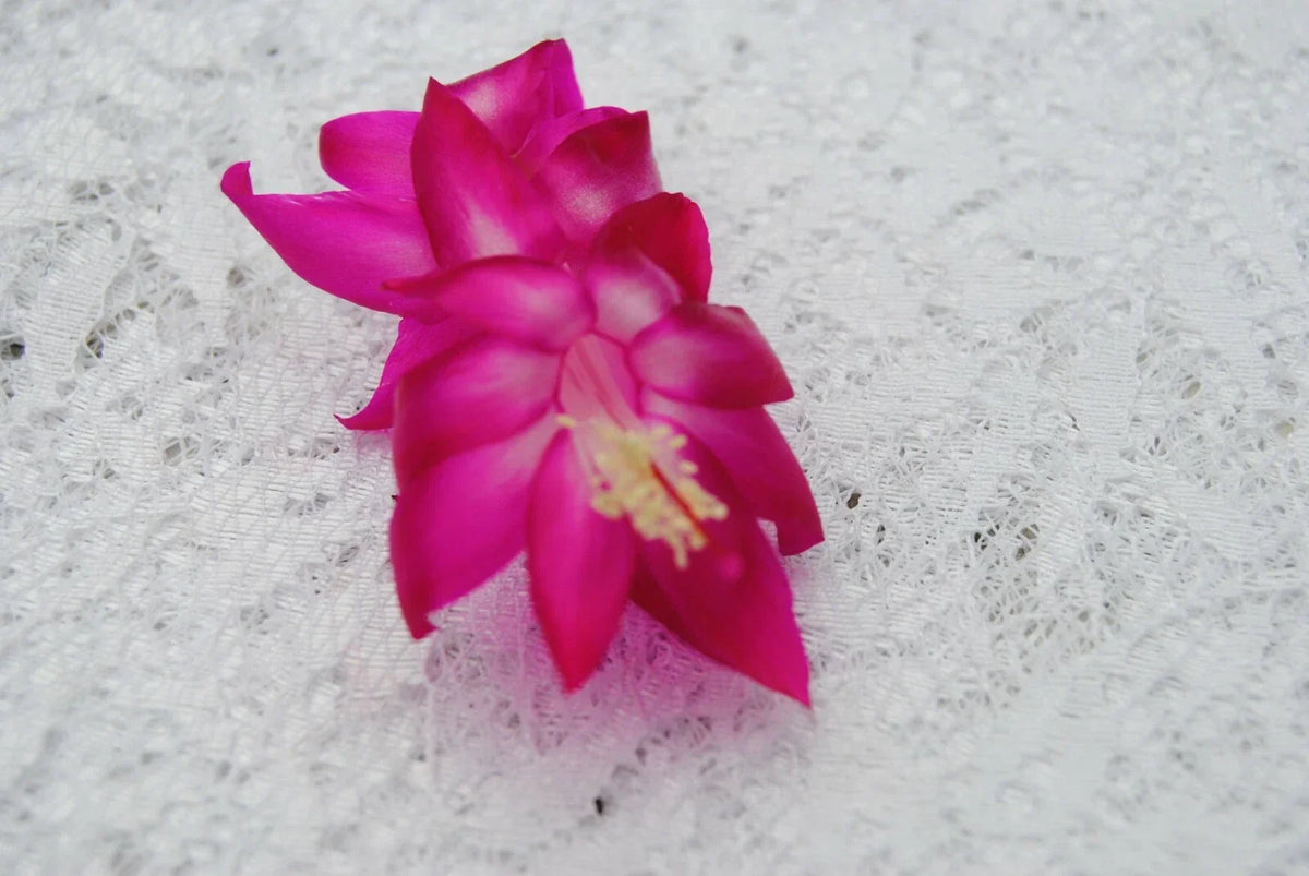 Christmas Cactus Starter Plant - Island Voodoo - Schlumbergera Truncata - Well Rooted for Home Decor and Gifting