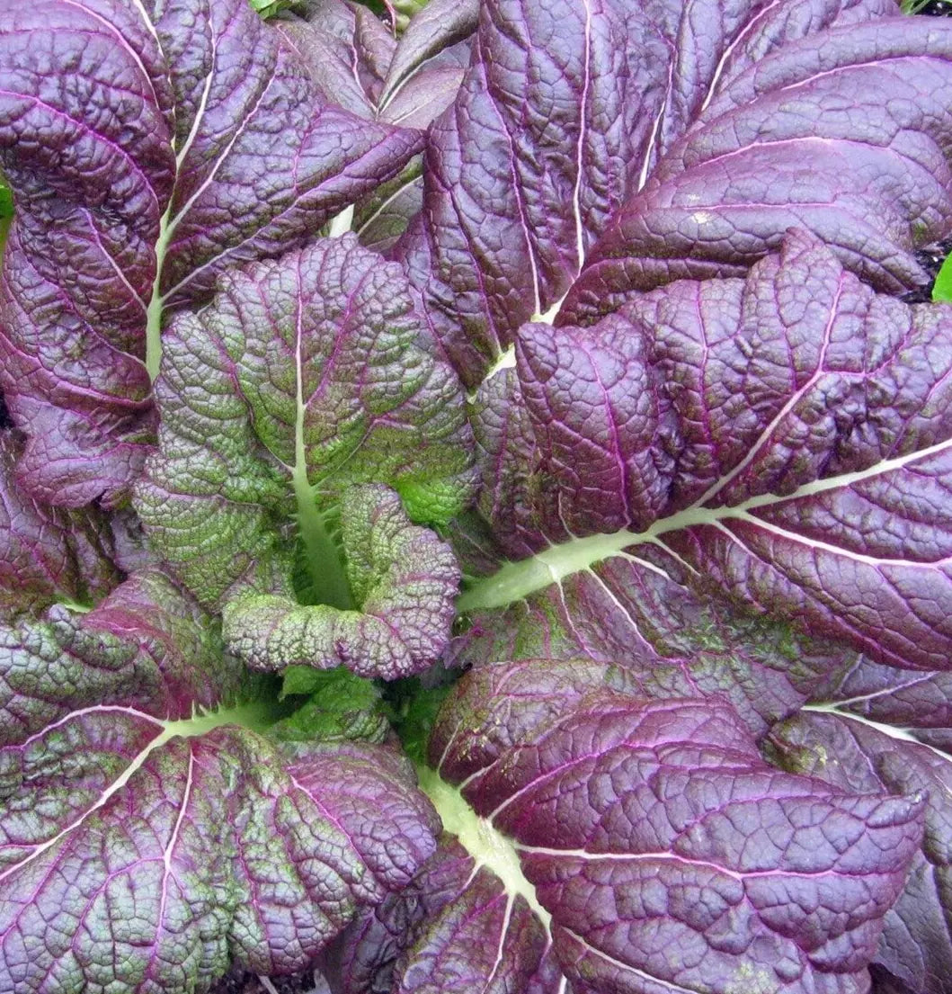 Osaka Purple Mustard Seeds 300+ Heirloom Culinary Vegetable Brassica juncea - Vibrant Flavor for Salads and Asian Dishes