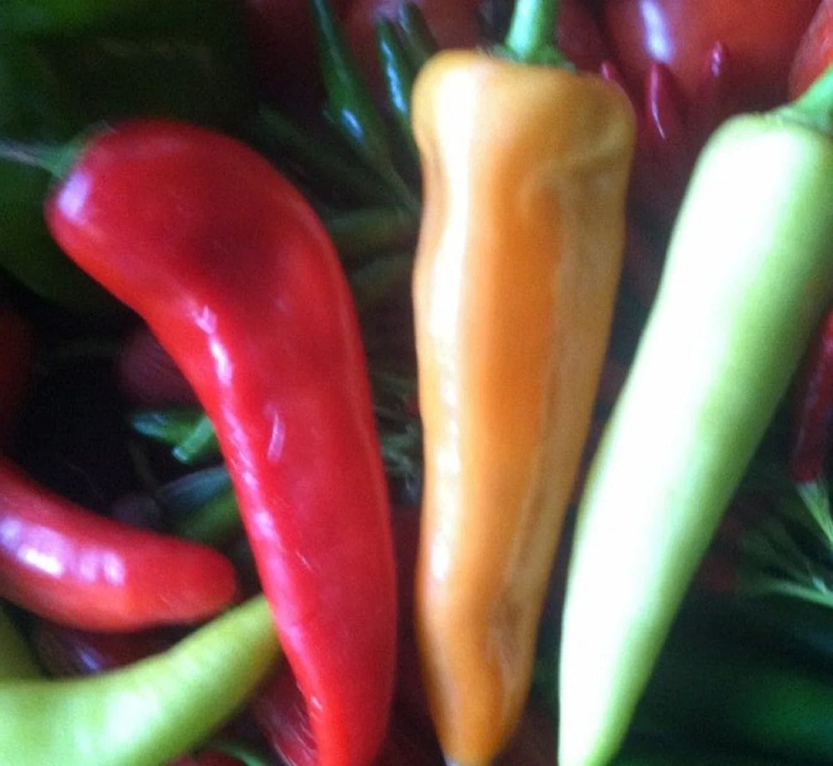 Sweet Banana Pepper Seeds - 100+ Non-GMO Hot Pepper Variety - Capsicum annuum for Home Gardening and Culinary Use