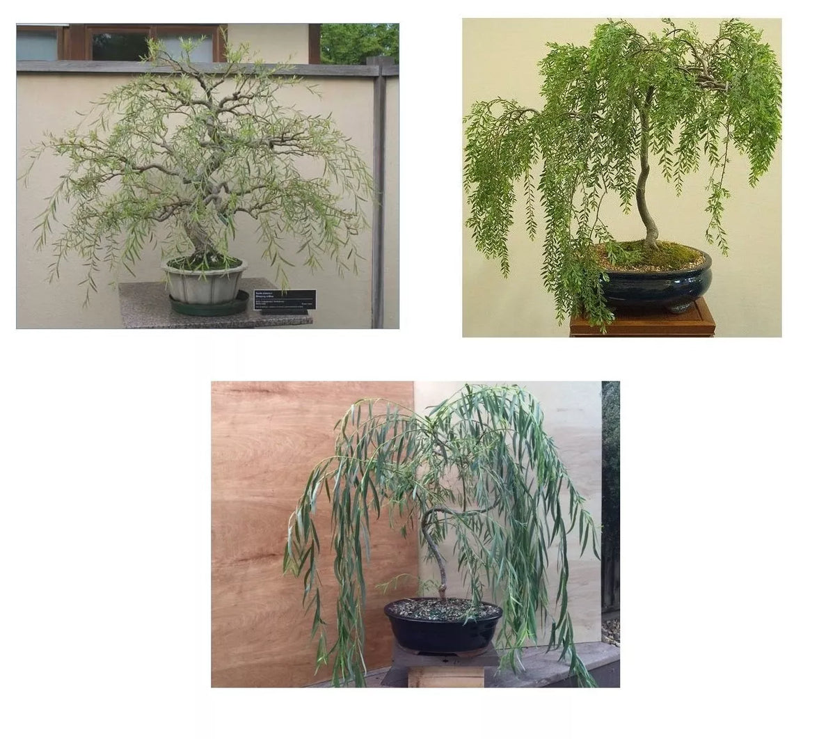 Bonsai Willow Tree Bundle - 3 Large Trunk Cuts - Salix babylonica - Perfect for Gardeners and Bonsai Enthusiasts