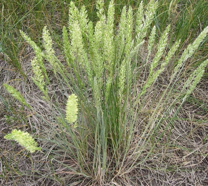 June Grass Seeds - 250 Pack - Perennial Ornamental - Koeleria macrantha - Drought-Resistant Garden Seeds - GroCo USA