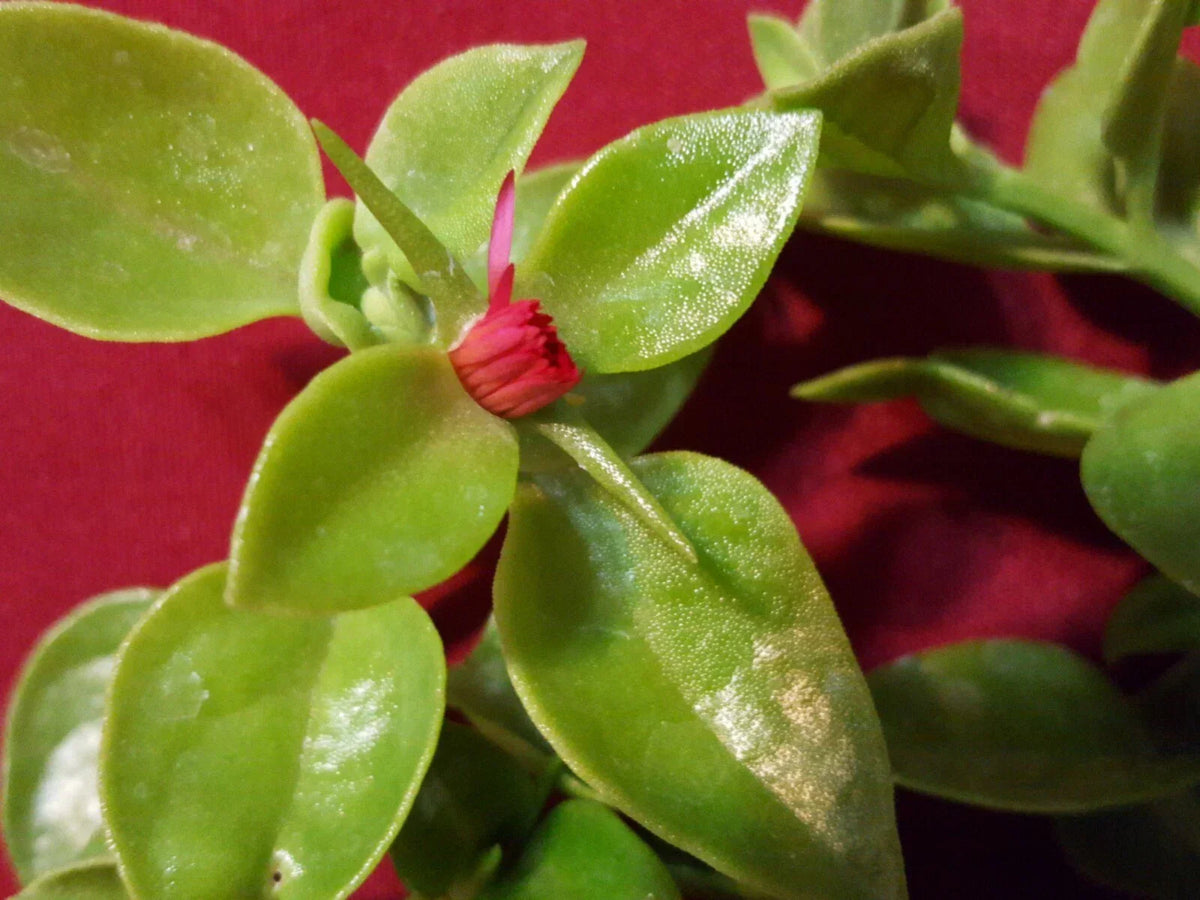 Sun Rose Cuttings 10 pcs 3" Red Apple Aptenia cordifolia - Vibrant Succulent Plants for Rooting, Ideal for Ground Cover Gardening