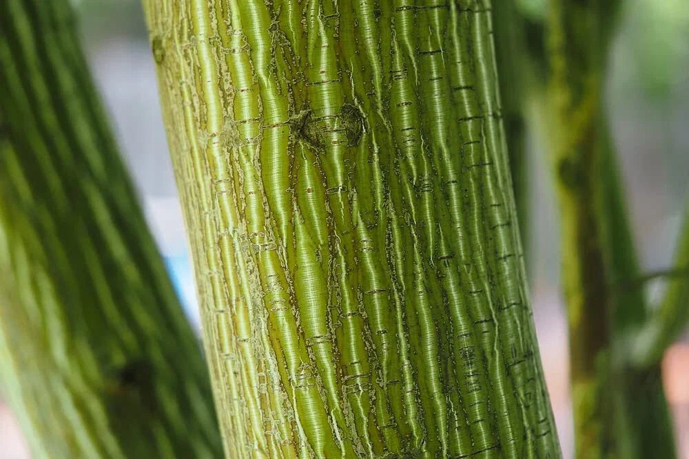 Snake Bark Maple Tree Seeds - 30 Seeds - Acer capillipes - Unique Bark, Deciduous Tree for Planting