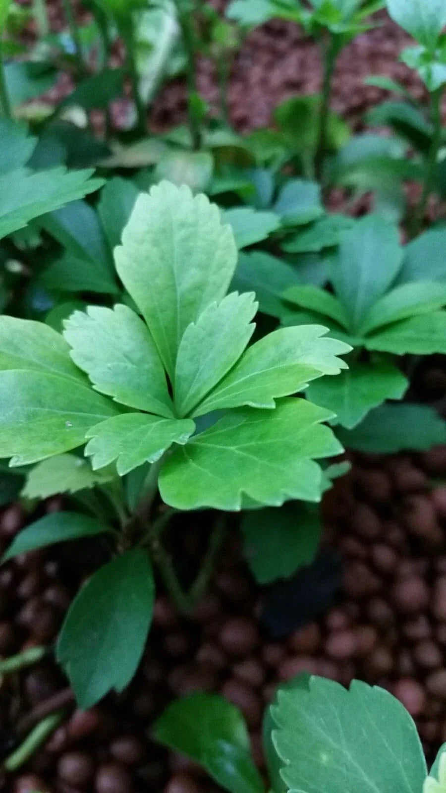 15 Pachysandra Cuttings | Evergreen Ground Cover | Japanese Spurge | Pachysandra terminalis | Cold Hardy for Sun & Shade