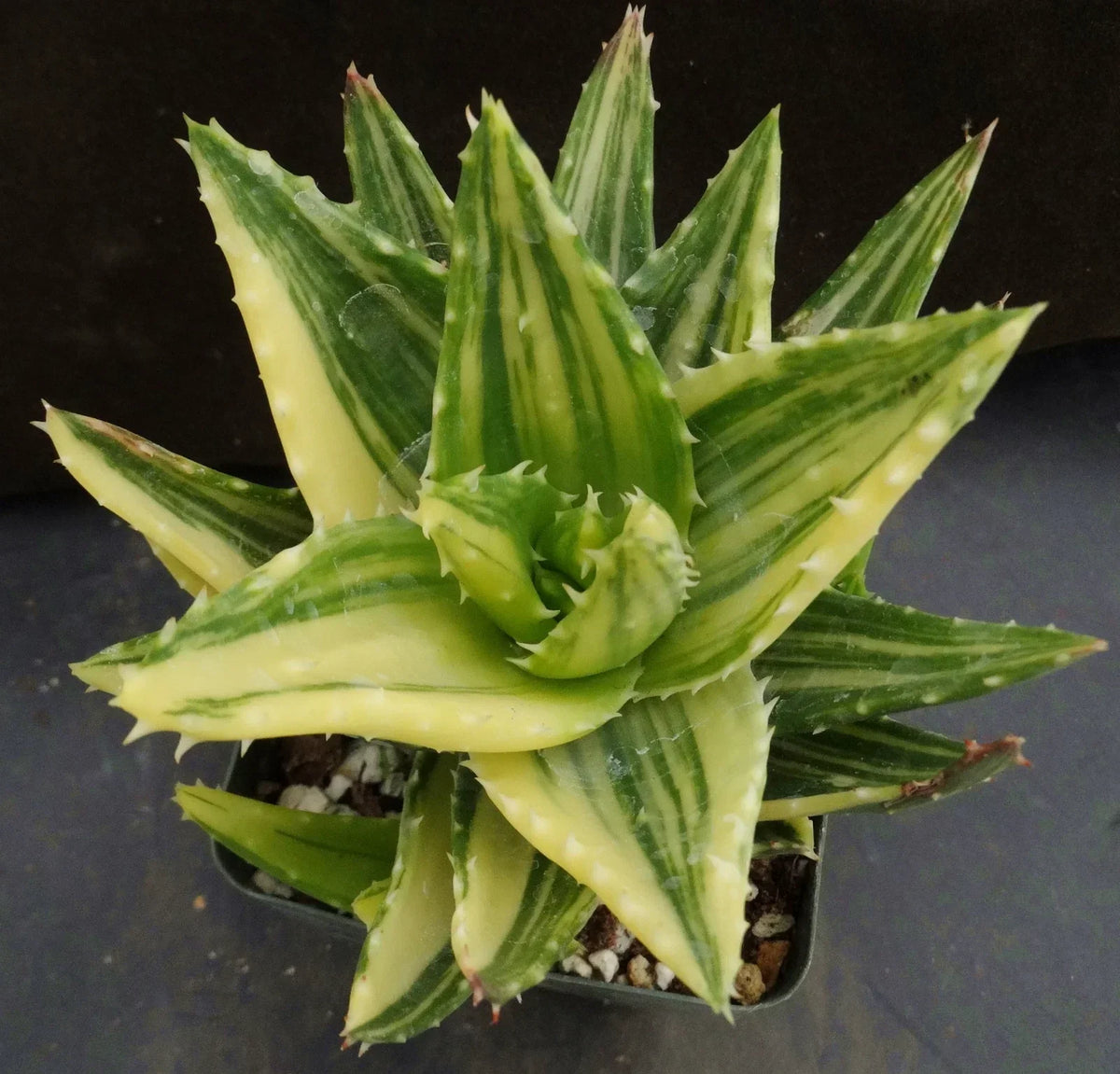 Golden Toothed Aloe - 2" Potted Succulent - Aloe Nobilis Variegata - Low-Maintenance Indoor Plant - Unique Variegated Leaves