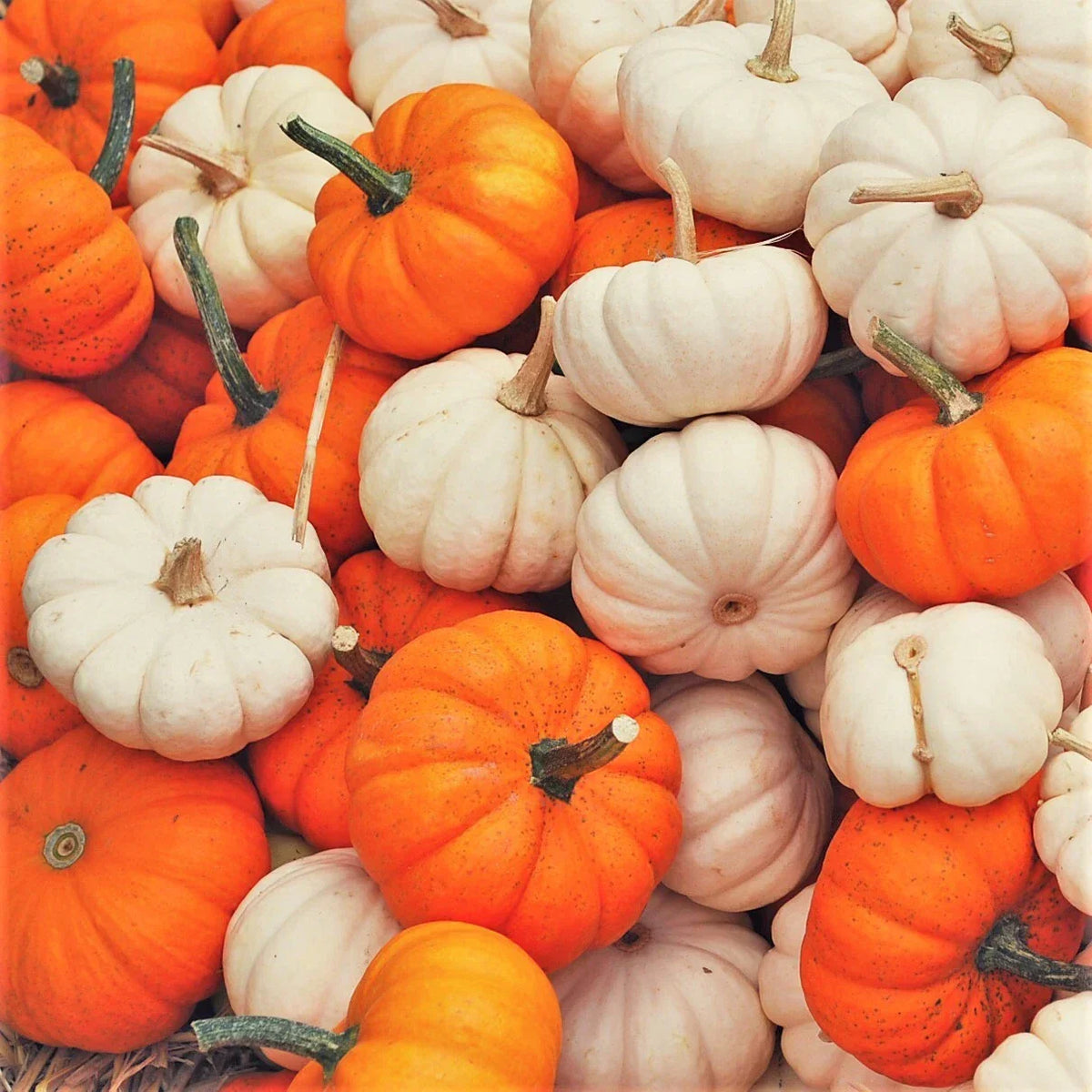 Mini Mix Pumpkin Seeds | Untreated Baby Boo White & Orange | Cucurbita pepo | 30 Seeds for Garden & Fall Decor