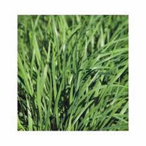Heirloom Chive Seeds, 25+ Seeds, Flavorful Culinary Herb, Allium schoenoprasum - Easy to Grow, Non-GMO, Perennial Herb