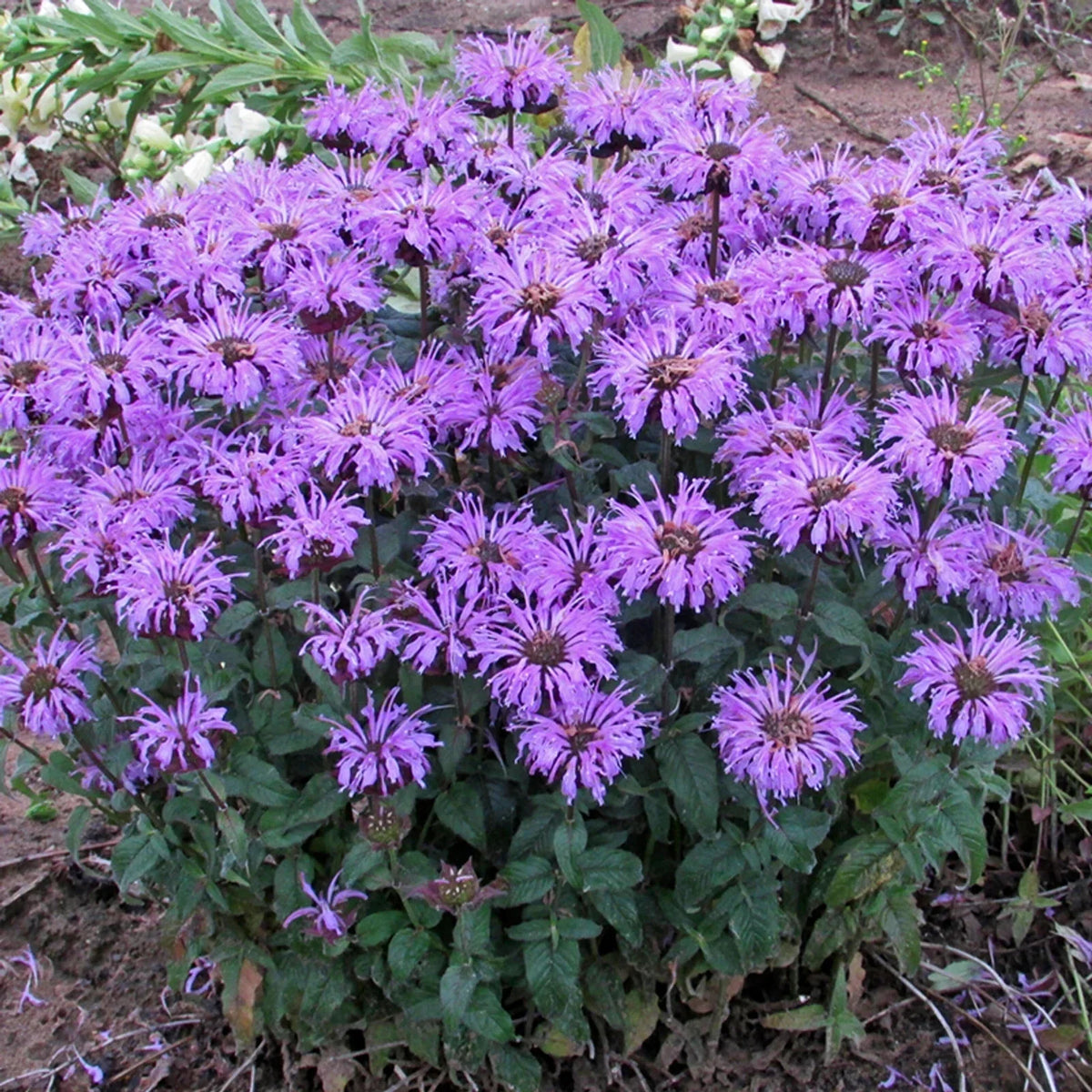 Bee Balm Seeds - 100 Non-GMO Flower Seeds for Hummingbirds - Monarda didyma - Vibrant Pollinator-Friendly Perennials