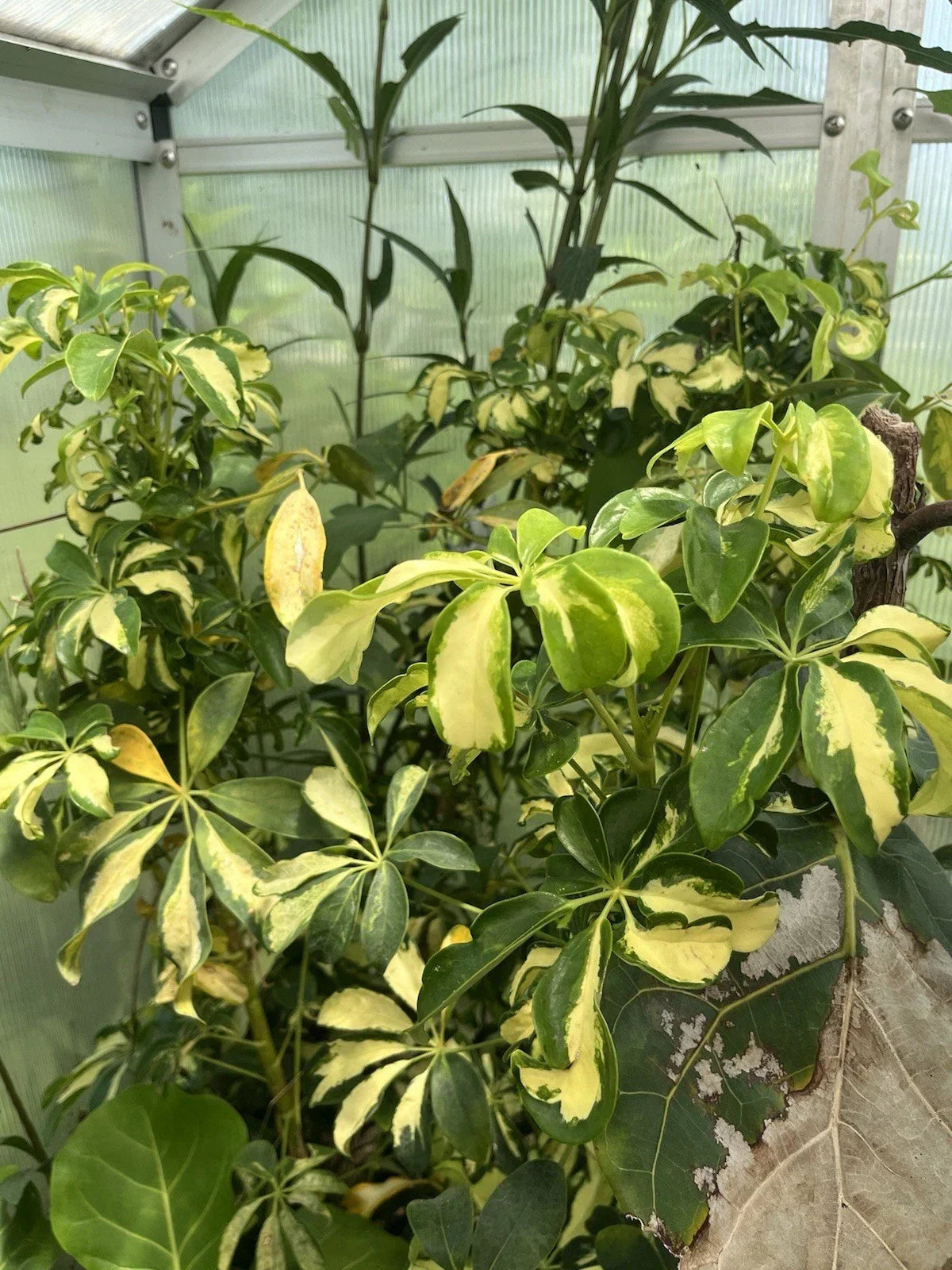 Variegated Schefflera Arboricola Cuttings - 6 Unrooted Tropical Houseplant Shrub - Indoor Plant Decor